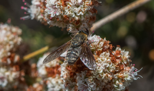 photo of Banded Bee Flies (Villini)