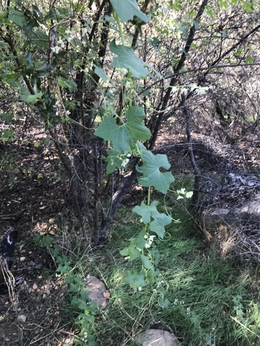 iNaturalist observation photo of Man-roots
