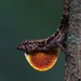 Anolis wilsoni - Photo (c) Bayron Guzman Arita, todos los derechos reservados, subido por Bayron Guzman Arita