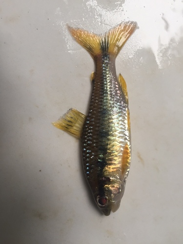 Creagrutus amoenus · NaturaLista Colombia