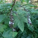 Ribes bracteosum - Photo (c) melcan, כל הזכויות שמורות