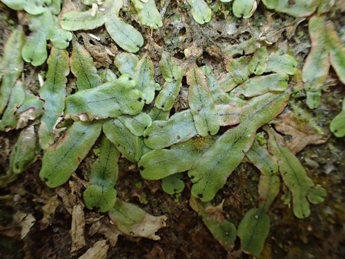 Marchantia pinnata