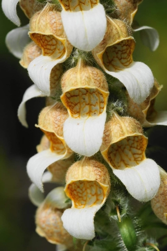 Digitalis lanata