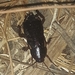 photo of Turkestan Cockroach (Shelfordella lateralis)