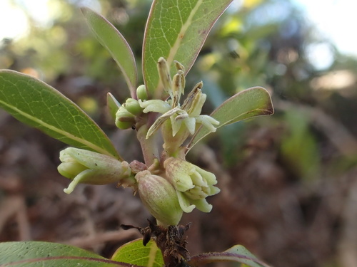 forest mirrorplant (Coprosma foliosa)