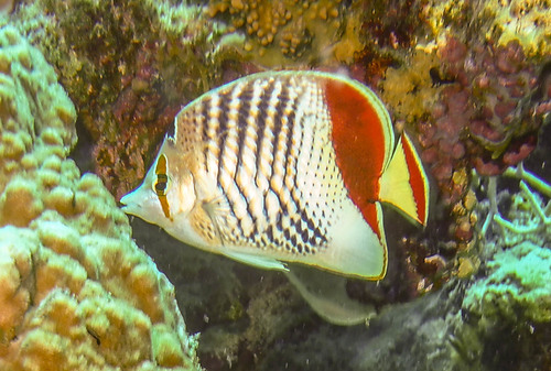 Crown Butterflyfish