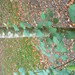 Betula lenta uber - Photo (c) tgaw, all rights reserved, uploaded by tgaw