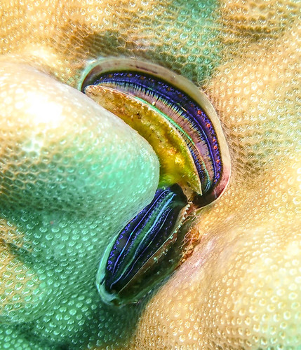 Iridescent Scallop — seen at this dive site
