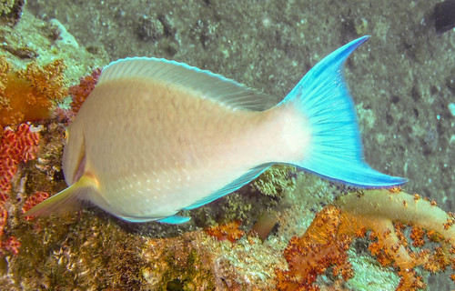 parrotfish, lovelyclemmy