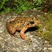 Mountain Paddy Field Frog - Photo (c) Paul Freed, all rights reserved, uploaded by Paul Freed