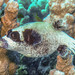 Masked Puffer - Photo (c) Lesley Clements, all rights reserved