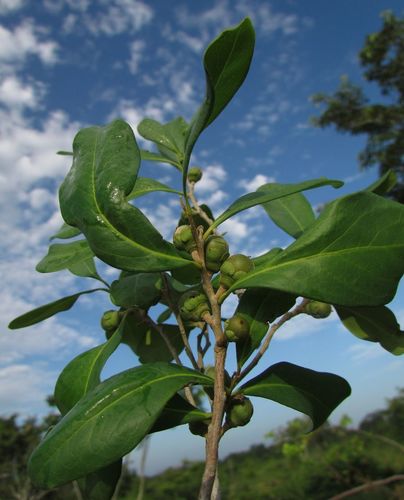 Diospyros cuneata · iNaturalist