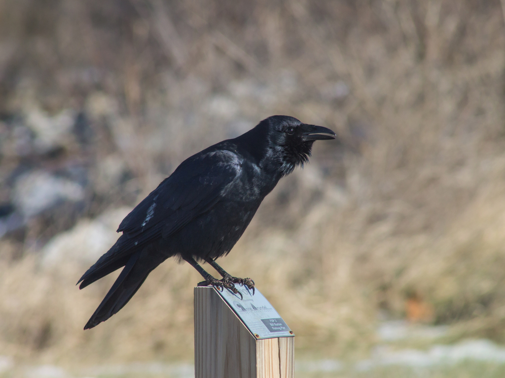 January Crow Fish Crow from Anne Arundel, Maryland, United States on January 11 ...