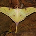 South China Moon Moth - Photo (c) Roger C. Kendrick, all rights reserved, uploaded by Roger C. Kendrick
