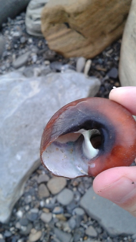 Norris's Topsnail