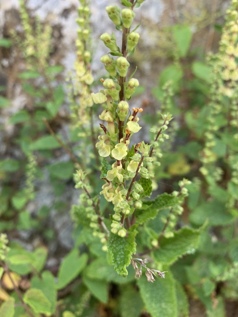 Teucrium scorodonia — a medium houseplant, prefers full sun light