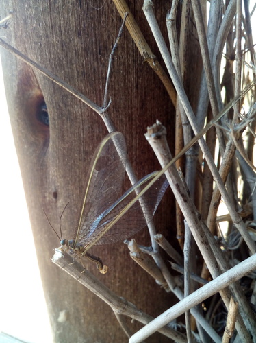 Stenorrhachus walkeri