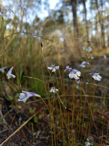 piedmont false pimpernel (Lindernia monticola)