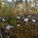 Lindernia monticola - Photo (c) Eric Ungberg, todos los derechos reservados, subido por Eric Ungberg