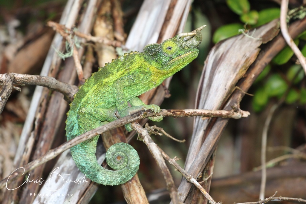 Jackson's chameleon - Wikipedia