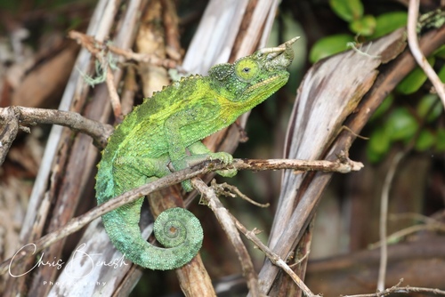Jackson's Chameleon