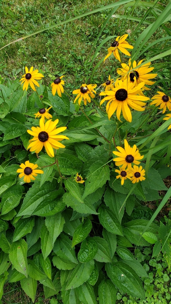 blackeyed Susans and coneflowers from Shorewood, MN 55331, USA on