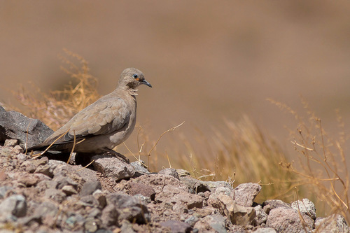 Black-winged Ground Dove