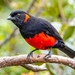Scarlet-bellied Mountain-Tanager - Photo (c) randyvickers, all rights reserved