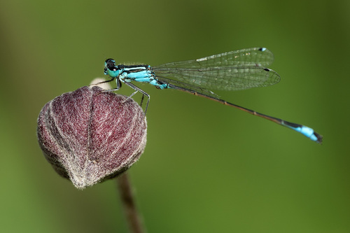 Ischnura elegans