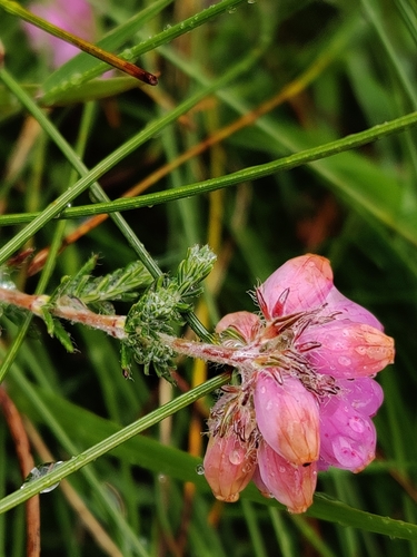 Cross-leaved Heath
