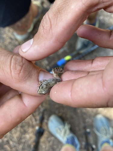 iNaturalist observation photo of Pacific chorus frog