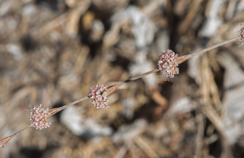 photo of Long-stemmed Buckwheat (Eriogonum elongatum)
