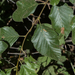 photo of White Alder (Alnus rhombifolia)