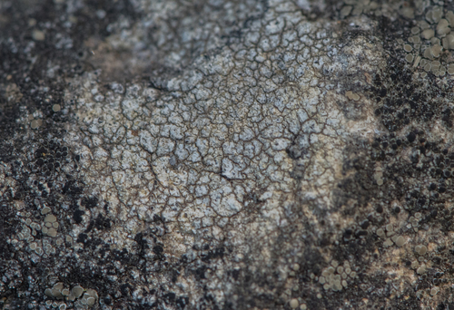 photo of Sunken Disk Lichens (Aspicilia)