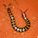 Red-headed Centipede - Photo (c) john lenagan, all rights reserved, uploaded by john lenagan