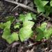 photo of Common Ivy (Hedera helix)