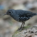 Sunda Thrush - Photo (c) Mike Hooper, all rights reserved, uploaded by Mike Hooper