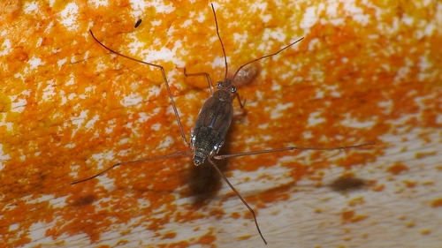 Emaba Insect Genus Amemboa · iNaturalist