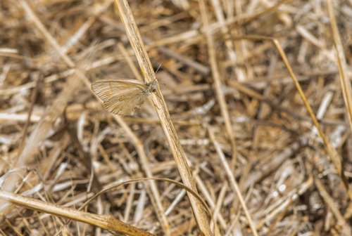 photo of Common Ringlet (Coenonympha california)