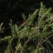 photo of Weeping Bottlebrush (Melaleuca viminalis)