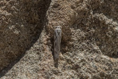 photo of Mountain-mahogany Moth (Ethmia discostrigella)
