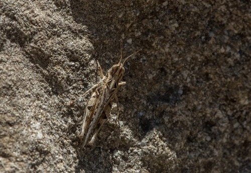 photo of Texas Range Grasshopper (Psoloessa texana)