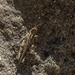 photo of Texas Range Grasshopper (Psoloessa texana)