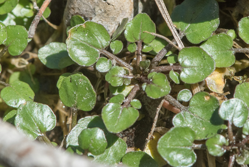 photo of Watercress (Nasturtium officinale)