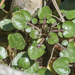 photo of Watercress (Nasturtium officinale)