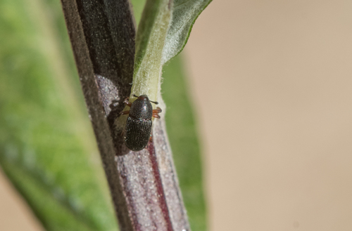 photo of True Weevils (Curculionidae)