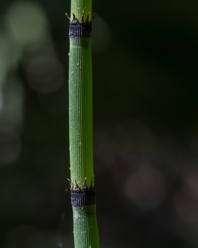 photo of Rough Horsetail (Equisetum hyemale)