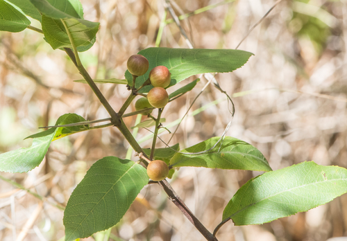 photo of Coffeeberry (Frangula californica)