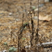 photo of Common Green Darner (Anax junius)