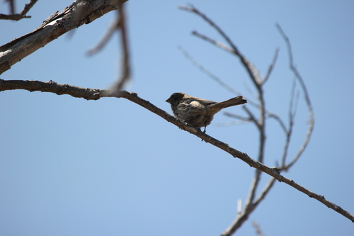 photo of House Finch (Haemorhous mexicanus)